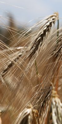 pixelbay - anarchy -wheat-809441_1920
