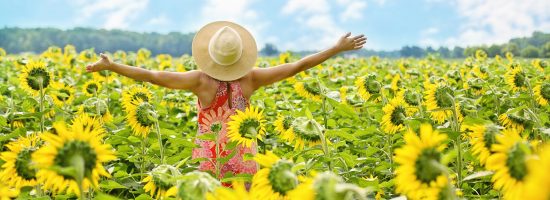sunflowers-3640938_1920